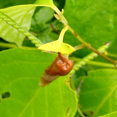 Attelabinae