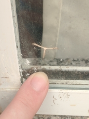 Lantanophaga pusillidactylus