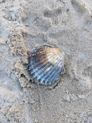 Acanthocardia tuberculata
