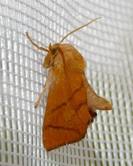 Apoda limacodes