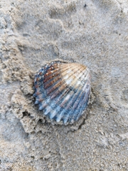 Acanthocardia tuberculata
