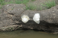 Chiromantis xerampelina