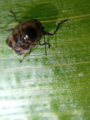 Mylassa crassicollis