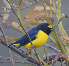 Euphonia affinis