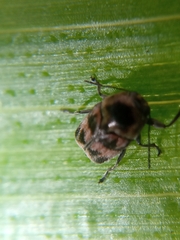 Mylassa crassicollis