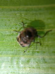 Mylassa crassicollis