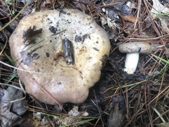 Lactarius argillaceifolius
