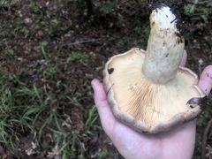 Lactarius argillaceifolius