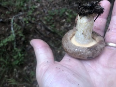 Lactarius argillaceifolius