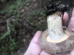 Lactarius argillaceifolius