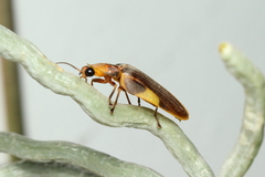 Aspisoma