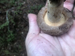 Lactarius argillaceifolius