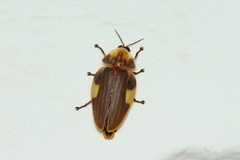 Aspisoma