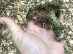 Lactarius atroviridis