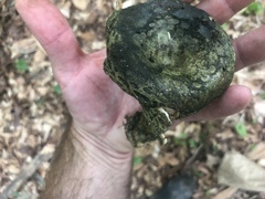 Lactarius atroviridis