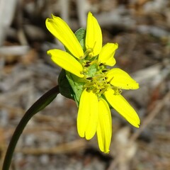 Berlandiera subacaulis