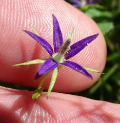 Campanula floridana