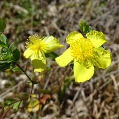 Hypericum myrtifolium
