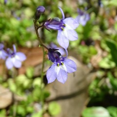 Lobelia feayana