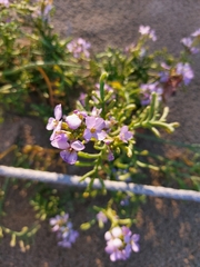 Cakile maritima