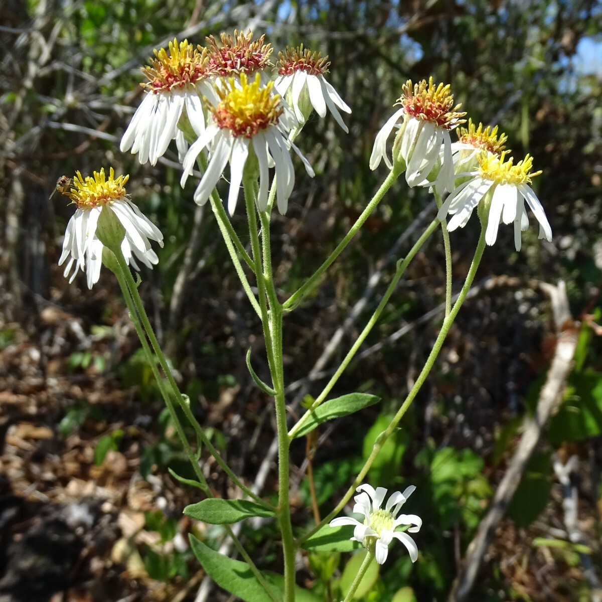Oclemena reticulata