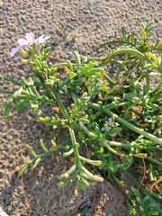 Cakile maritima