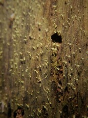 Chaenotheca brachypoda