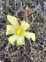 Moraea pallida