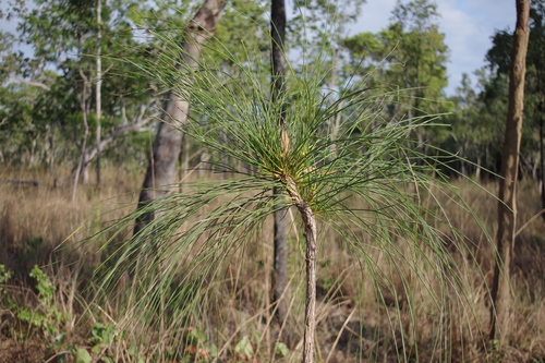 Needle-leaf Grevillea (Grevillea erythroclada)
