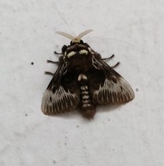 Megalopyge albicollis