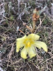 Moraea pallida