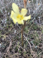 Moraea pallida