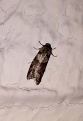 Tortricodes alternella