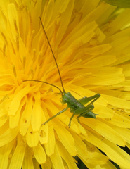 Tettigonia viridissima