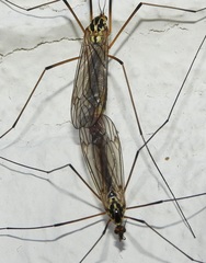 Nephrotoma appendiculata
