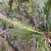 Grevillea mimosoides - Photo (c) coenobita, alguns direitos reservados (CC BY), uploaded by coenobita