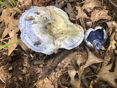 Lactarius indigo