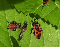 Pyrrhocoris apterus