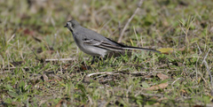 Motacilla alba
