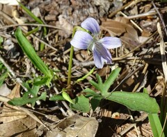 Viola septemloba