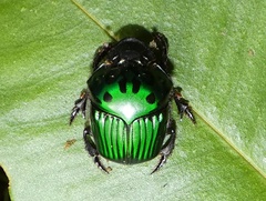 Oxysternon conspicillatum