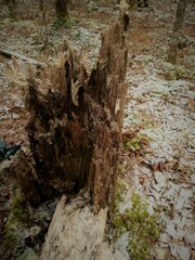 Chaenotheca brachypoda