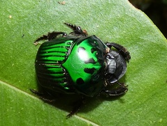 Oxysternon conspicillatum