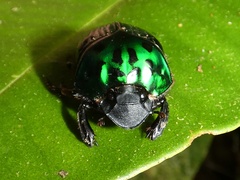 Oxysternon conspicillatum