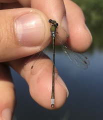 Lestes virens vestalis