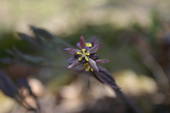 Caulophyllum thalictroides