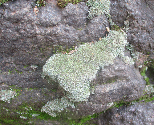 Bryum argenteum image