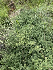 Asparagus devenishii