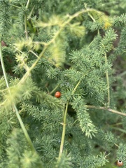 Asparagus devenishii