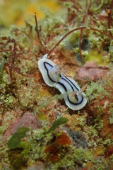 Chromodoris lochi